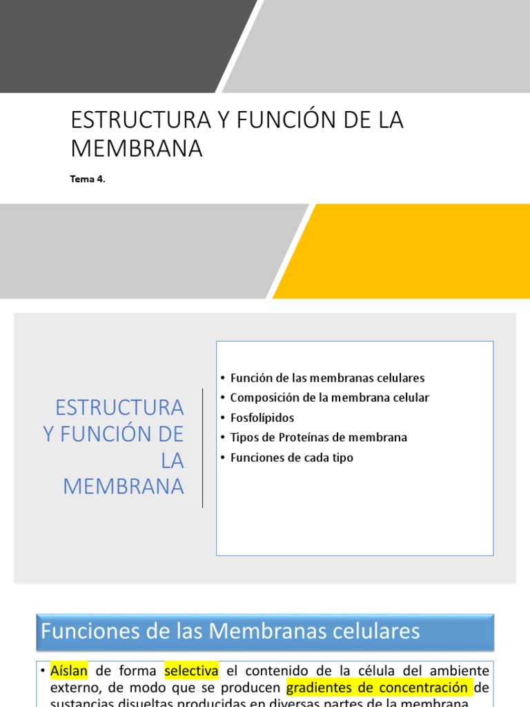 Estructura y Función de la Membrana Celular | PDF | Membrana celular ...