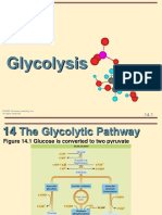 14 Glycolysis PDF