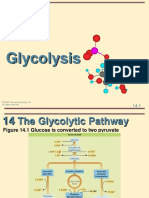 14-Glycolysis.pdf