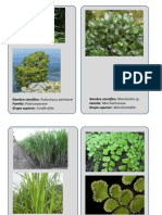 Vegetal Original PDF