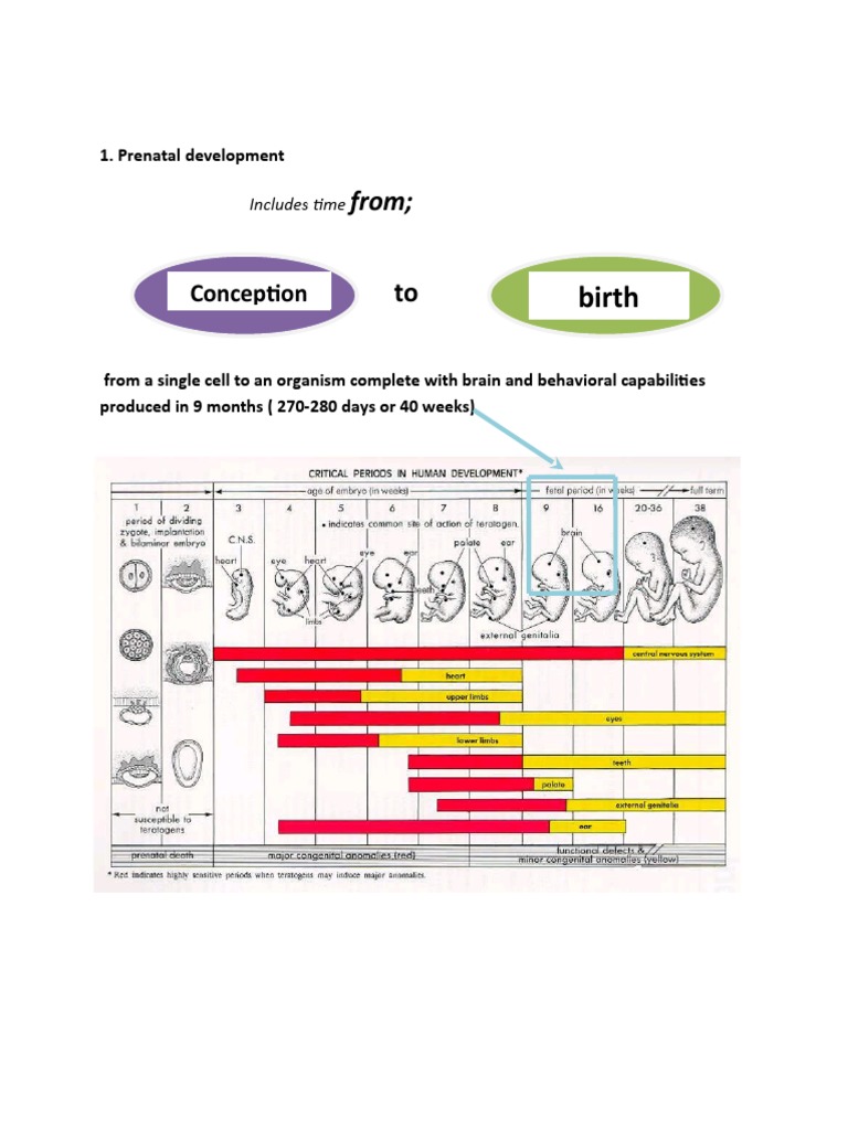 Prenatal Development and Heredity Explained | PDF