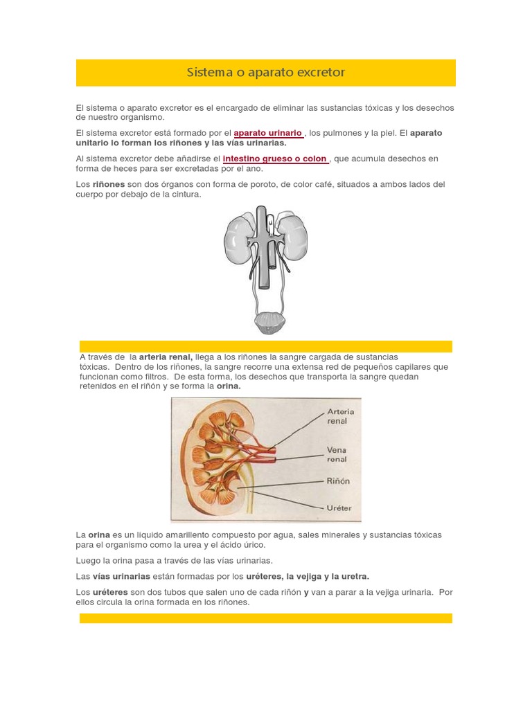 Sistema O Aparato Excretor Sistema Urinario Rinon