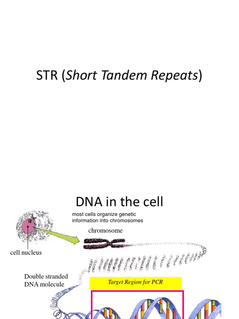 Forensik&PCR STR 1 | PDF | Teknologi & Rekayasa