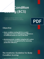 Body Condition Scoring (BCS)