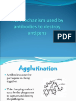 The Mechanism Used by Antibodies To Destroy Antigens
