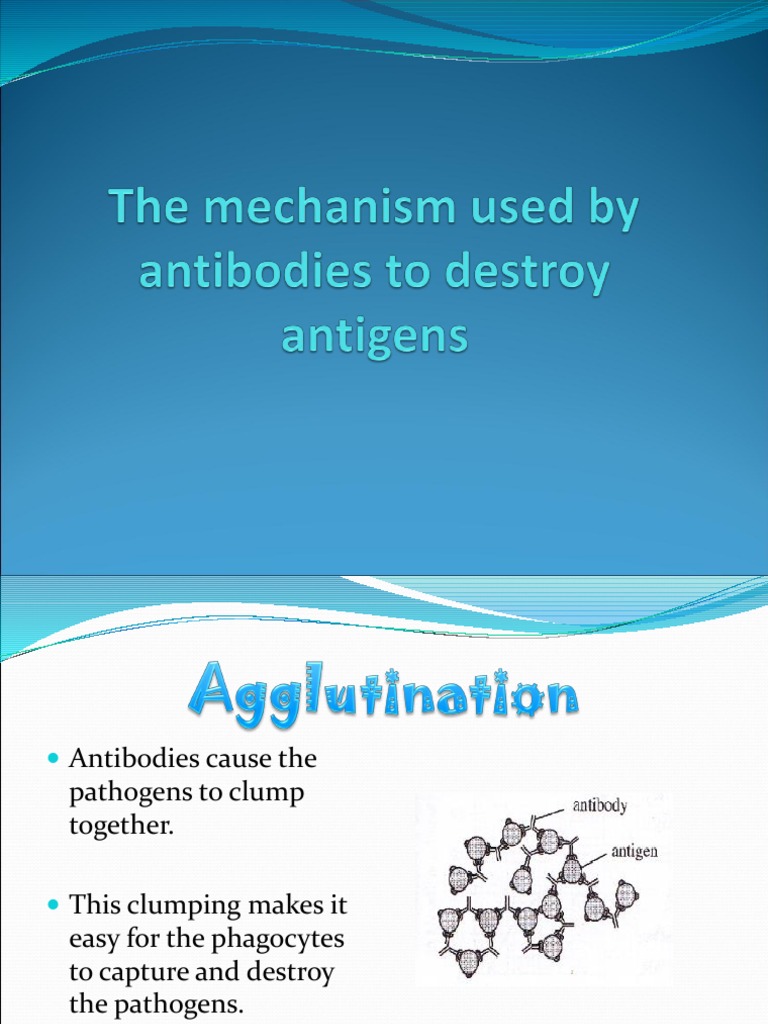 The Mechanism Used by Antibodies To Destroy Antigens PDF