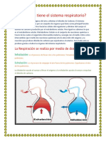 Qué Misión Tiene El Sistema Respiratorio