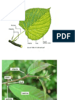 Lecture 10 - Leaves PDF