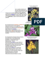 Se denomina Inflorescencia a aquellos sistemas de ramas de los espermatófitos que están destinados a la formación de flores y se suelen encontrar más o menos claramente delimitados respecto al área vegetativa.docx