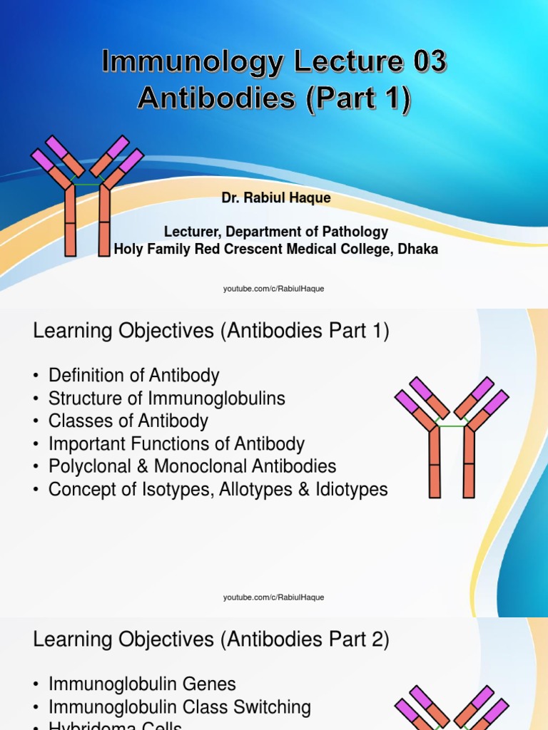 Overview of Antibodies and Their Functions | PDF | Immunoglobulin G ...