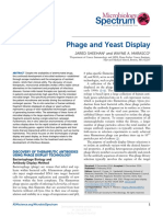 Phage and Yeast Display