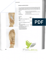 El Libro de Los Musculos 2 PDF