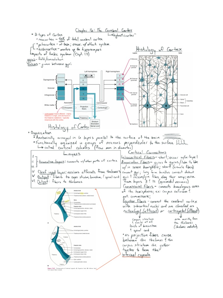 The Cerebral Cortex | PDF | Brain | Neuroanatomy