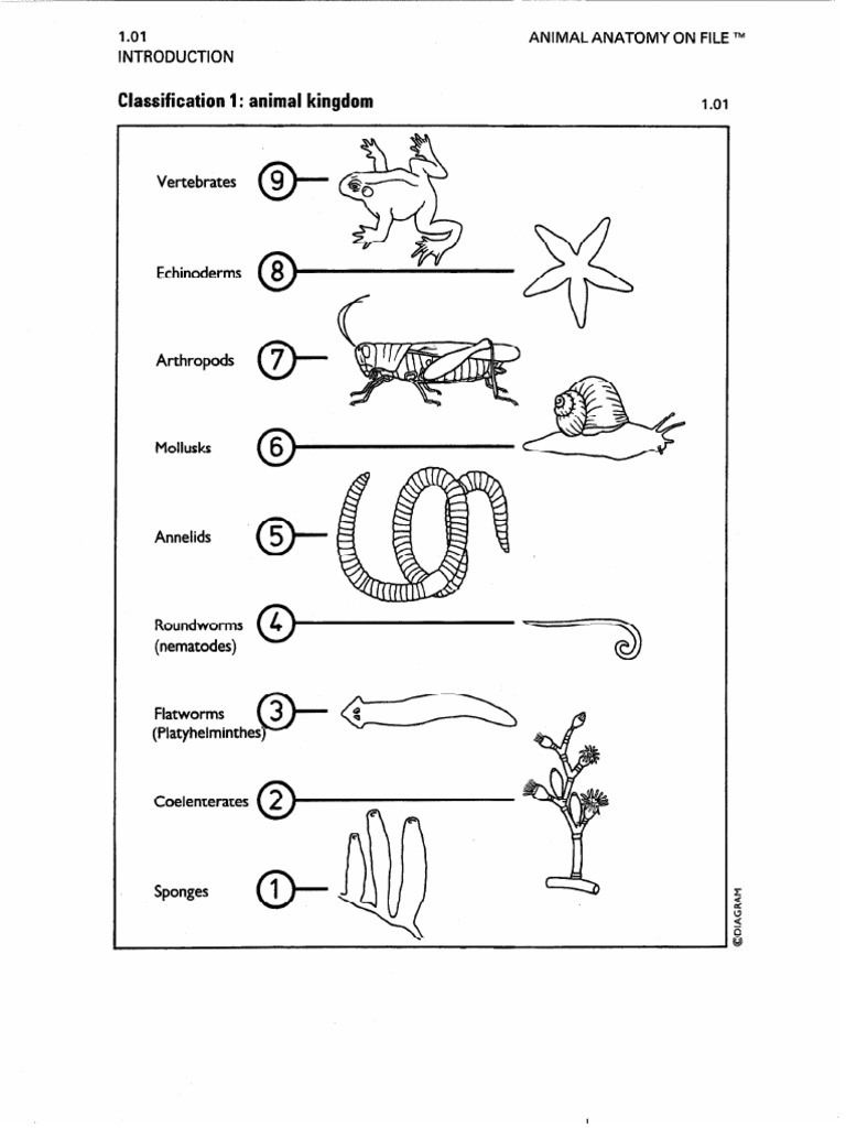 Animal Anatomy On File.pdf