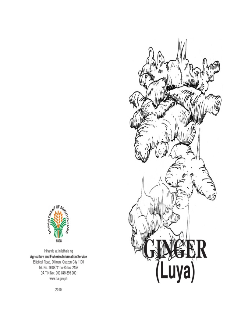 Ginger (Luya) PDF PDF