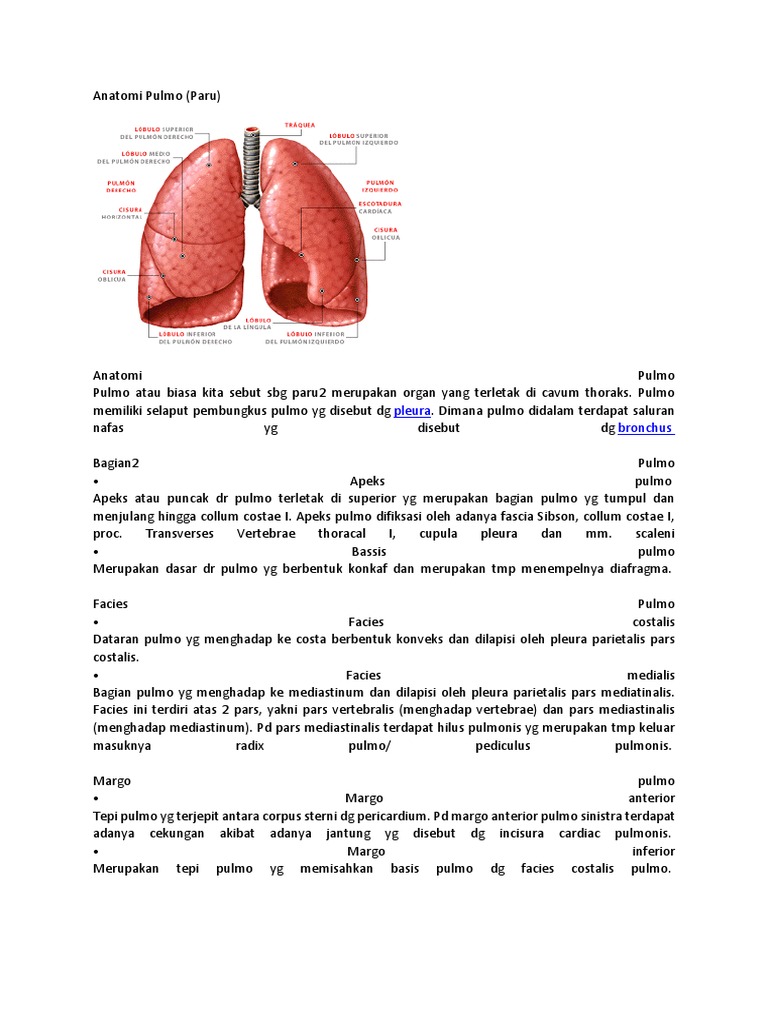 Anatomi Pulmo: Struktur dan Fungsi | PDF | Kajian Bahasa Asing | Sains ...