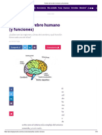 Partes Del Cerebro Humano y Funciones