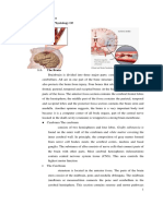 Brain Anatomy Concepts Of Diseases