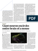 Giant Neuron Encircles Entire Brain of A Mouse: in Focus