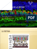 Embriología de La Retina