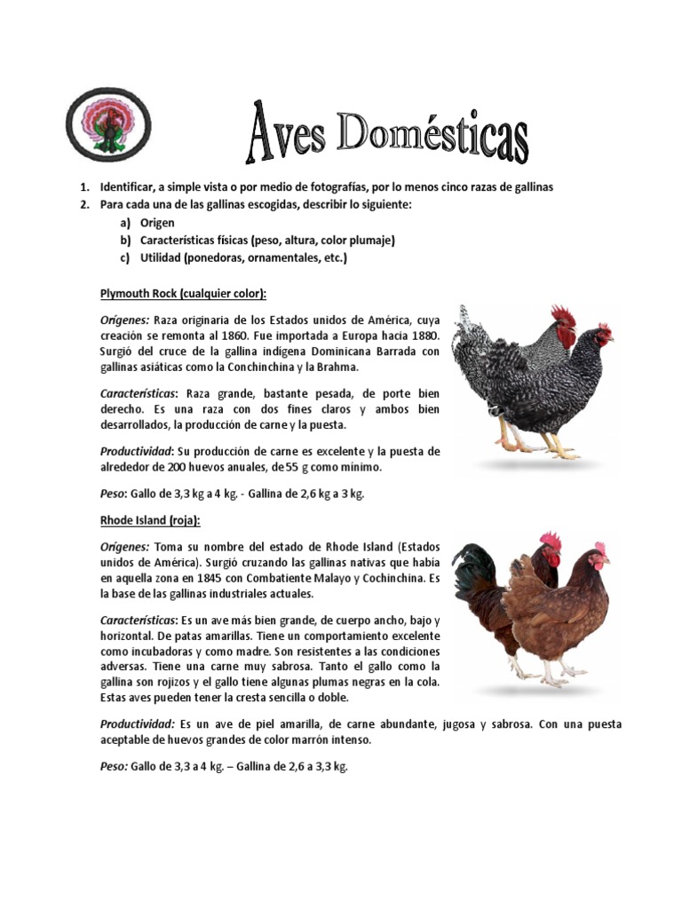 Especialidad Aves Domesticas | PDF | Pollo | Aves