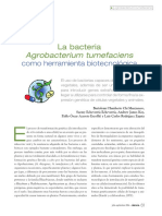 La Bacteria Agrobacterium