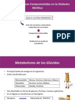 Rutas Metabolicas en Diabetes