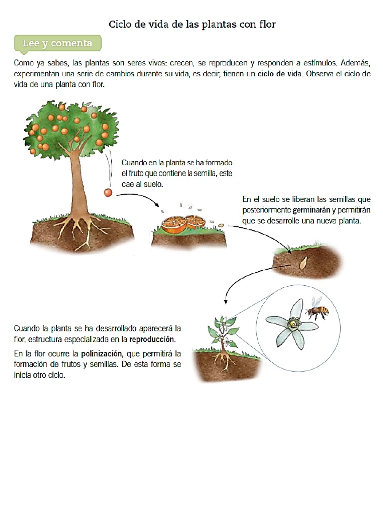 Ciclo de Vida de Las Plantas Con Flor