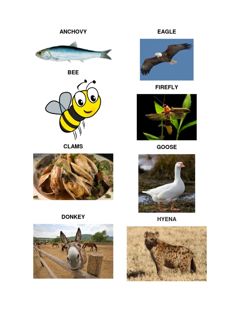 Anchovy Eagle Hyena PDF