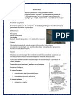 Neoplasias Grupo 2