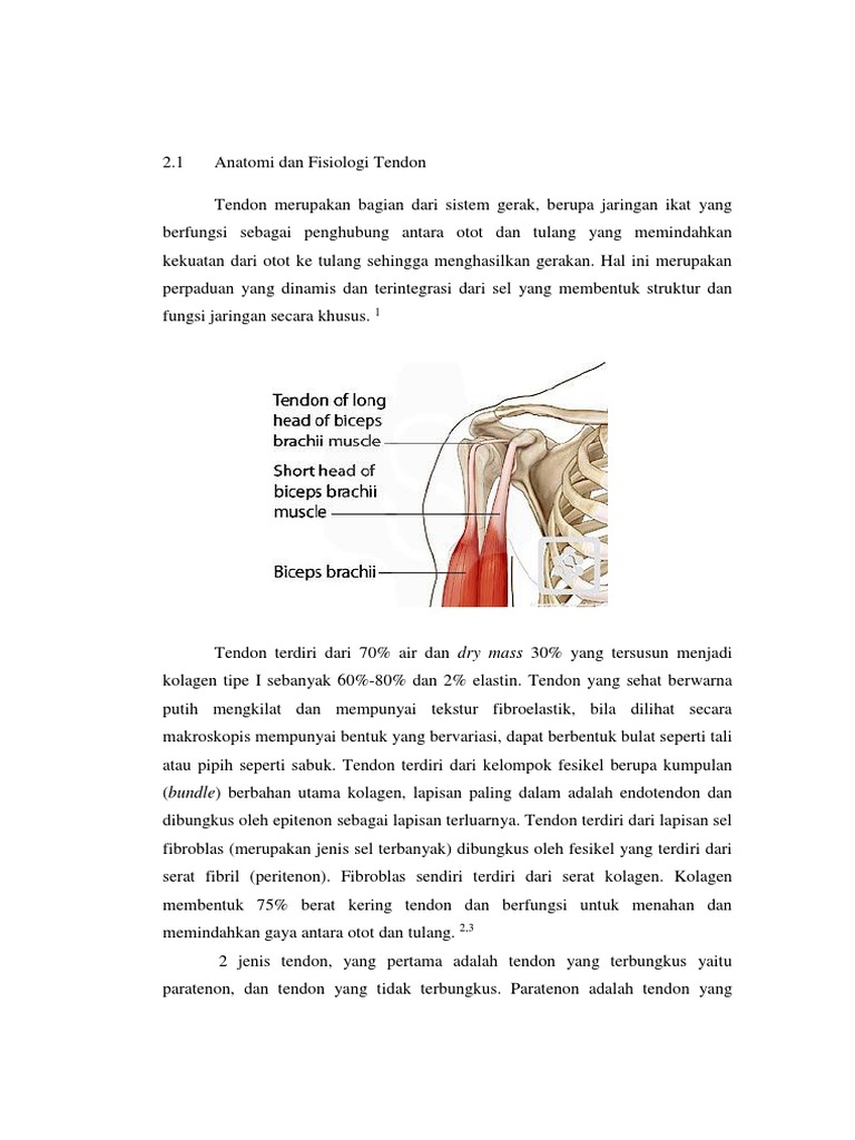 Anatomi Tendon Biology Diagrams