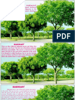 Infos About Trees