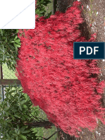 Acer Palmatum Diss. Ever Red
