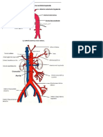 Aorta