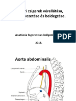 A Hasűri Zsigerek Vérellátása, Nyirokelvezetése És Beidegzése