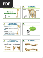 Esqueleto Apendicular Membro Superior