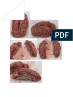 Practica 1 Anatomia Macroscopica de Los Sistemas de Organos