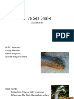 Olive Sea Snake: Lauren Chidester
