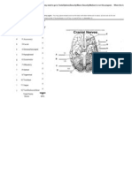 Cranial Nerve Practice