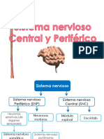 Sistema nervioso: Estructura, funciones y efectos de las drogas