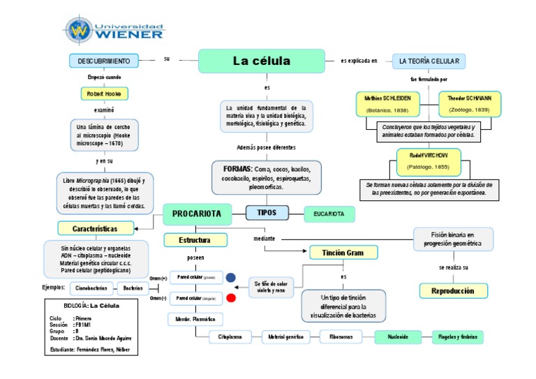 Mapa Conceptual 8 La Célula Biología Celular