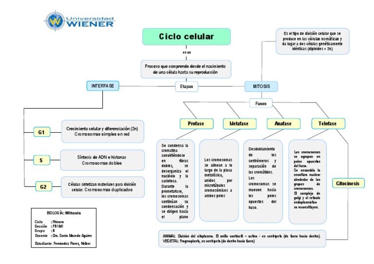 Mapa Conceptual de Mitosis y Ciclo Celular | PDF | Mitosis | Ciclo celular