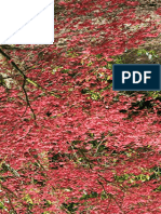 Acer palmatum 'Chishio Improved'.pdf