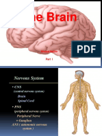 Brain Anatomy