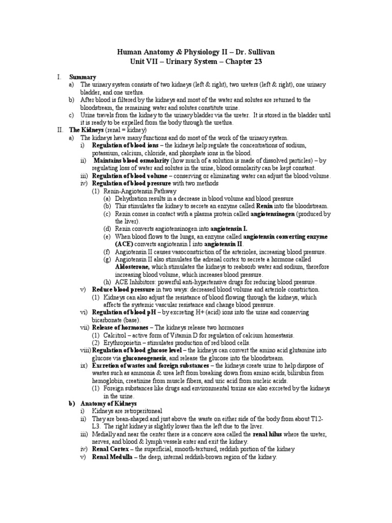 Understanding the Urinary System | PDF | Kidney | Angiotensin