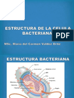 3. Estruactura Bacteriana.pptx