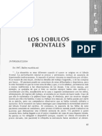 LOS LÓBULOS-Extracto de Texto