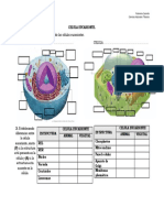 Celula Eucarionte Septimo