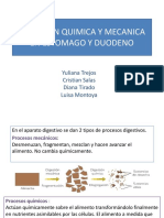 Digestion Quimica y Mecanica en Estomago y Duodeno