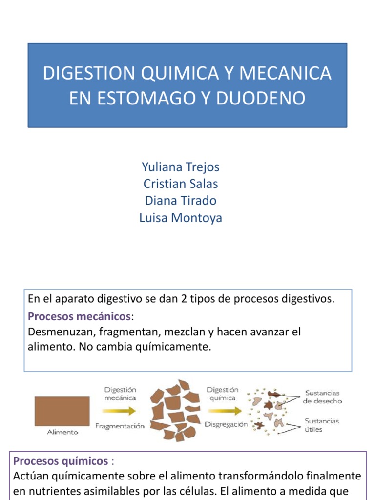 Digestion Quimica y Mecanica en Estomago y Duodeno | Digestión | Estómago